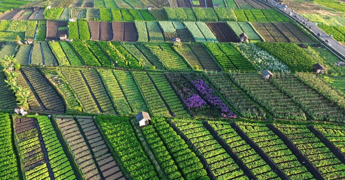 Cotton Crop Stand Count Analysis